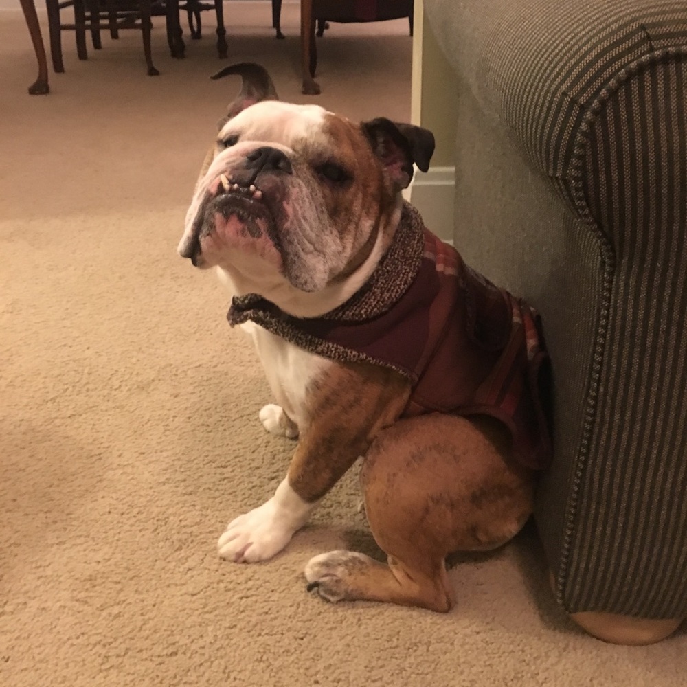 Reversible Dog Sweater Outfit